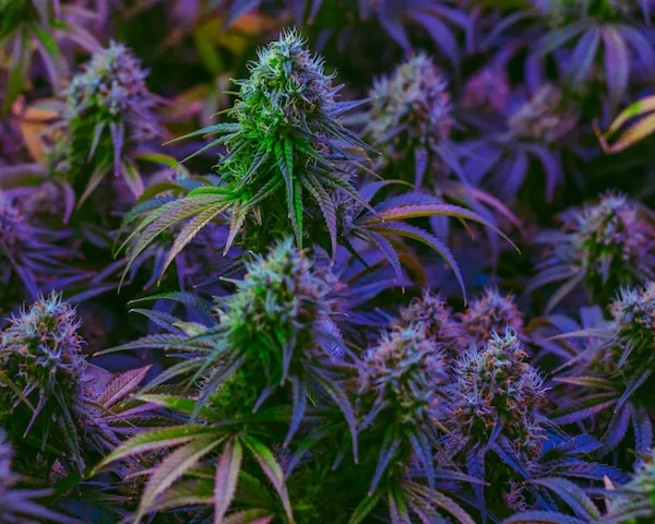 Advanced prediction with climate models